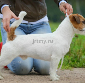 С Джеком на выставку
