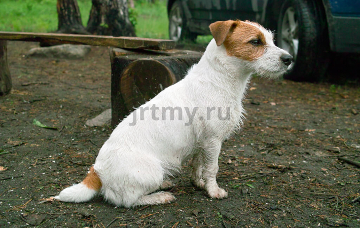 Не ругать и не наказывать Не ругать и не наказывать