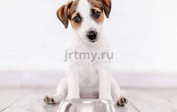 Кормление щенка Кормление щенка