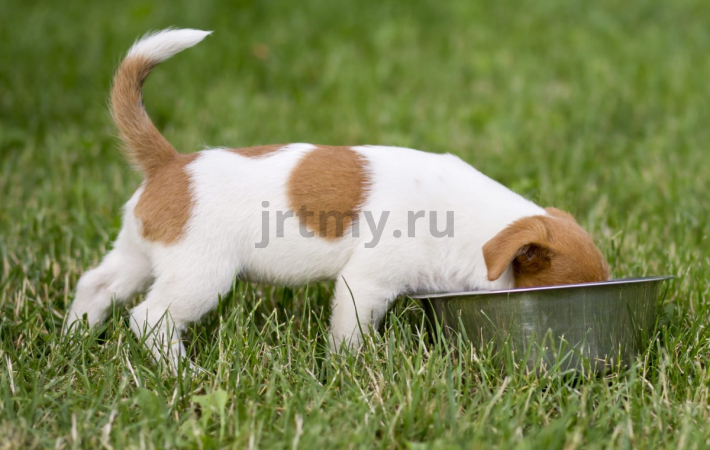 Кормление готовыми кормами