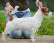 С Джеком на выставку