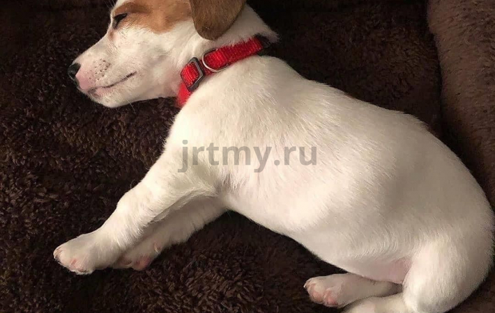 Как успокоить активного щенка?
